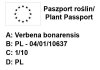 Werbena rigida Venosa 6 sztuk
